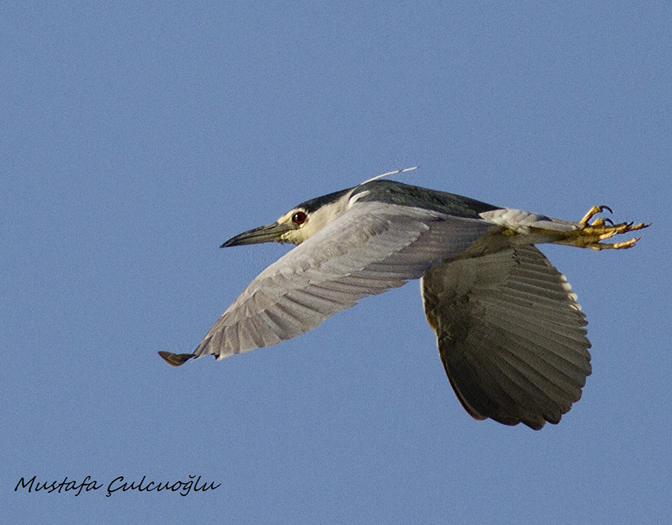 Black-crowned Night-Heron